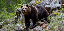 Det blir stadig færre bjørner i Norge